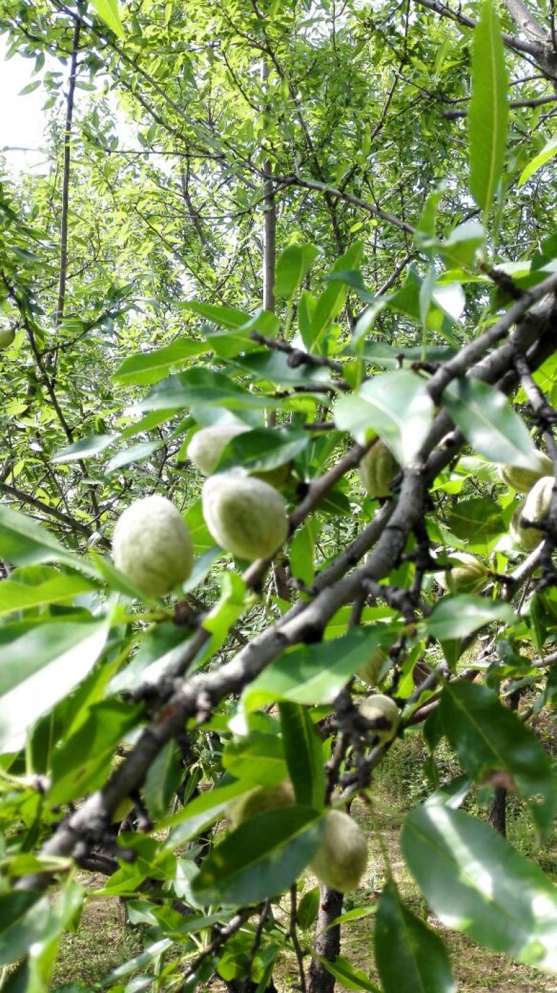 新鲜纸皮巴旦木200亩种植基地马上开始批量订购，先到先得