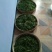 百年大树茶特级