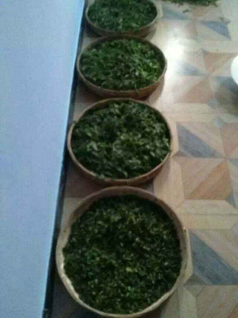 百年大树茶特级