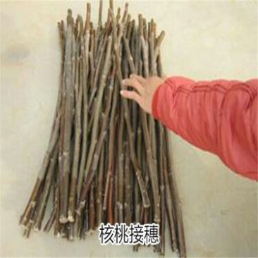 核桃苗50~100cm二年苗