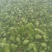 大叶菠菜10~15厘米