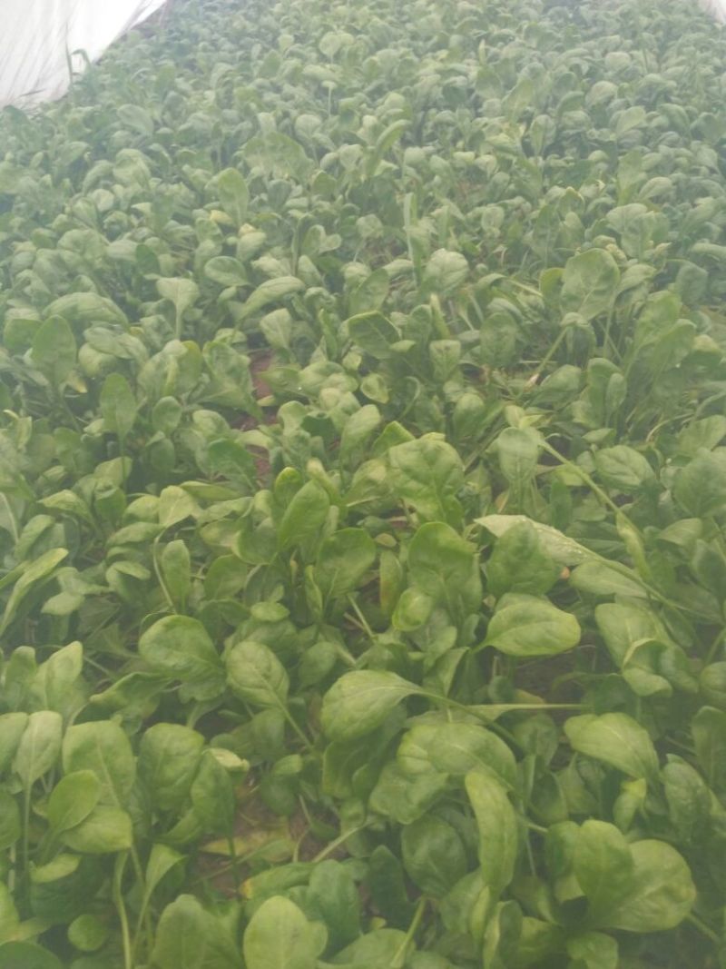 大叶菠菜10~15厘米