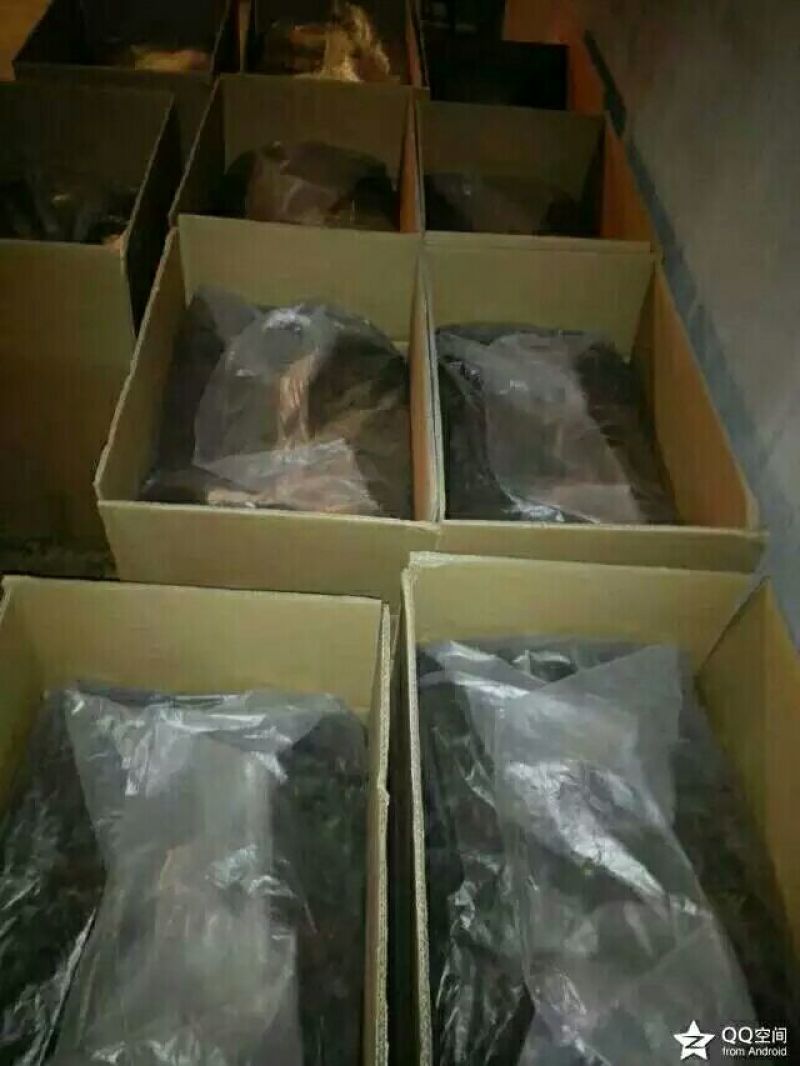 老树茶特级