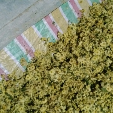 白菊花茶胎菊
