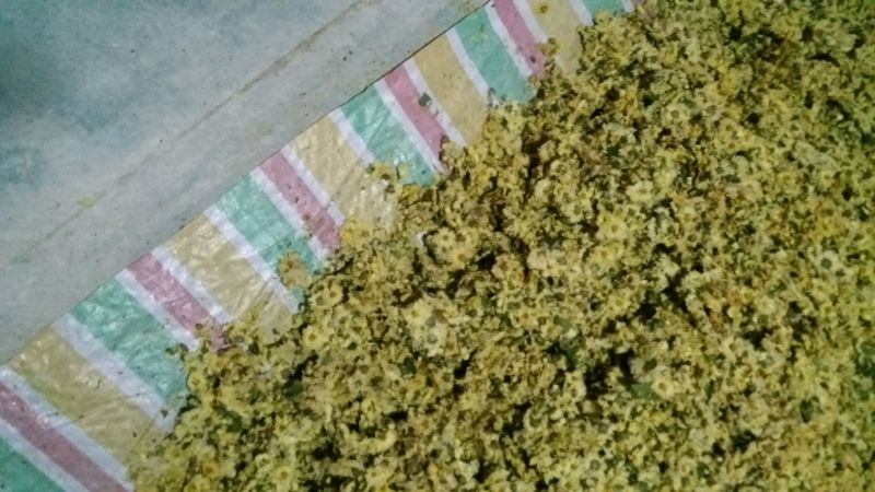 白菊花茶胎菊