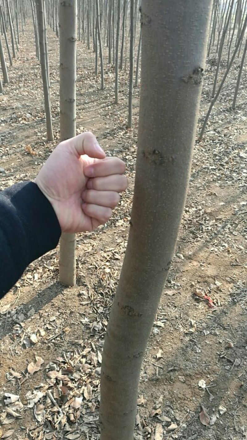 黄山栾树8~10cm8~10cm3.5~4米