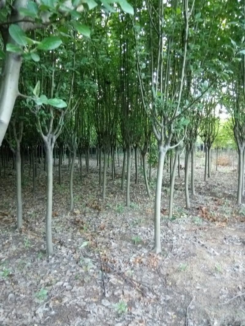 西府海棠苗圃直销规格齐全无中介