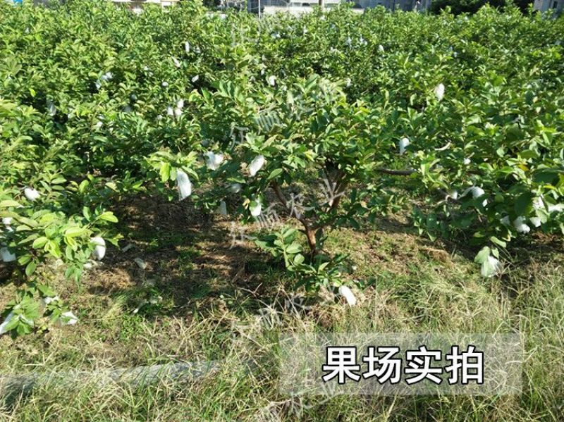 番石榴苗珍珠番石榴苗