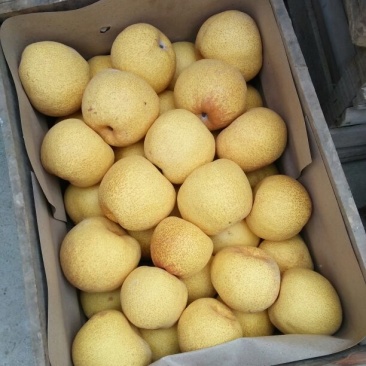砀山梨300~350g纸箱