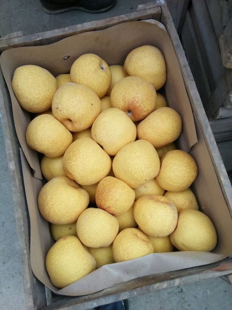 砀山梨300~350g纸箱