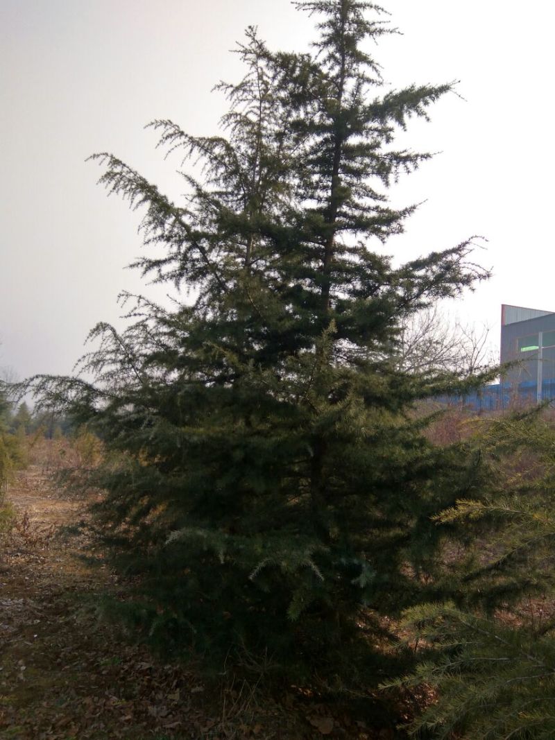 雪松2~4cm雪松雪松基地北方雪松工程专用树雪松