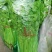 基地直供带泥小香芹菜45cm以上颜色绿嫩，农户地里直供