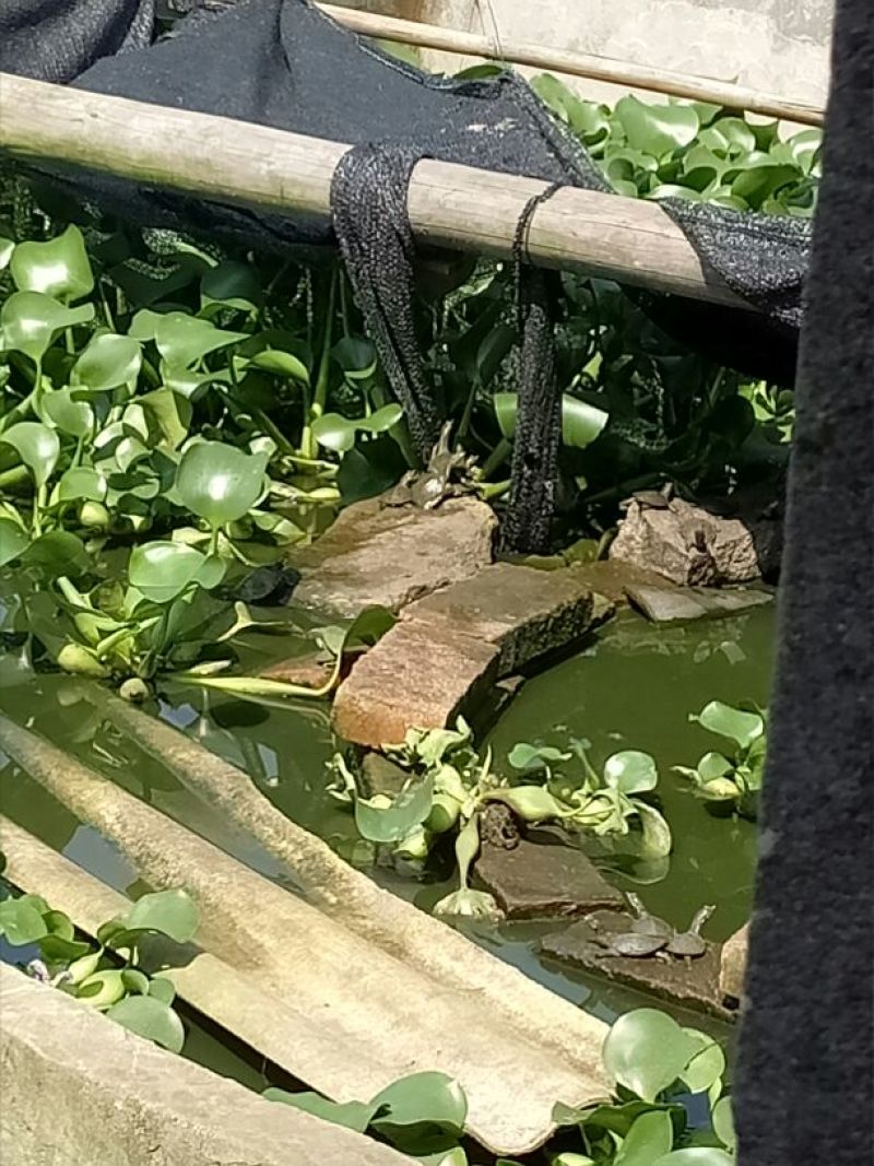 甲鱼苗鱼苗