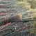 花椒苗大红袍花椒苗花椒苗育苗基地花椒苗批发