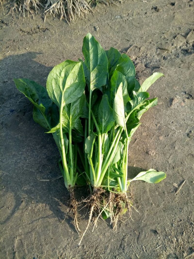 小叶菠菜25~30厘米