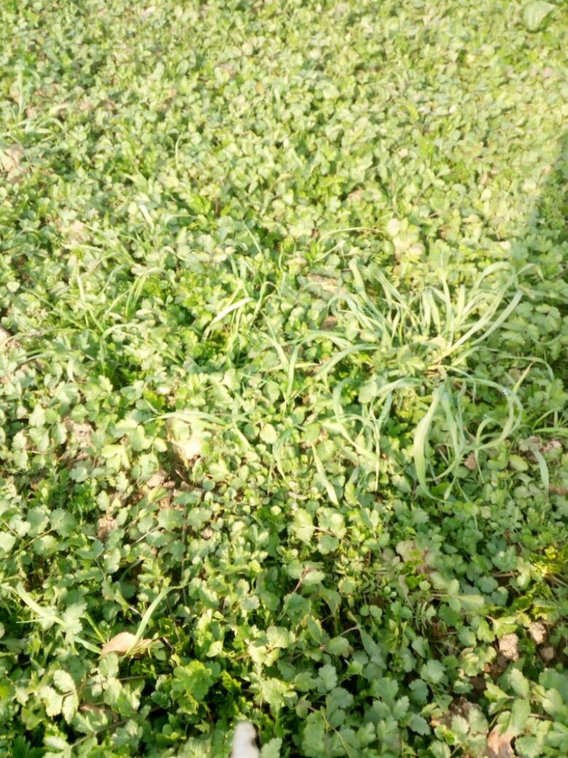 菠菜10~15厘米