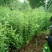 粉花绣线菊
