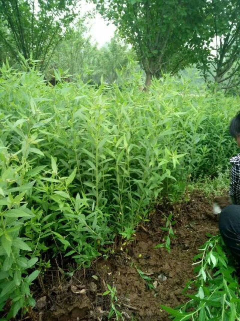 粉花绣线菊