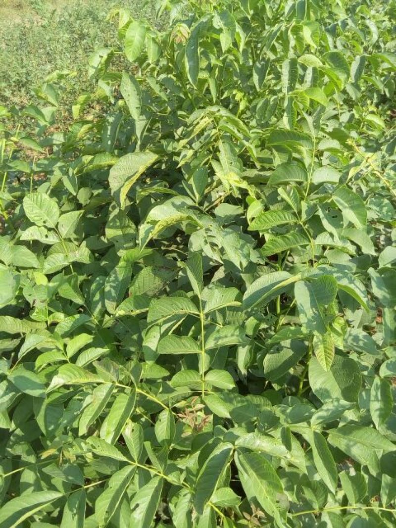香玲核桃苗50~100cm一年苗