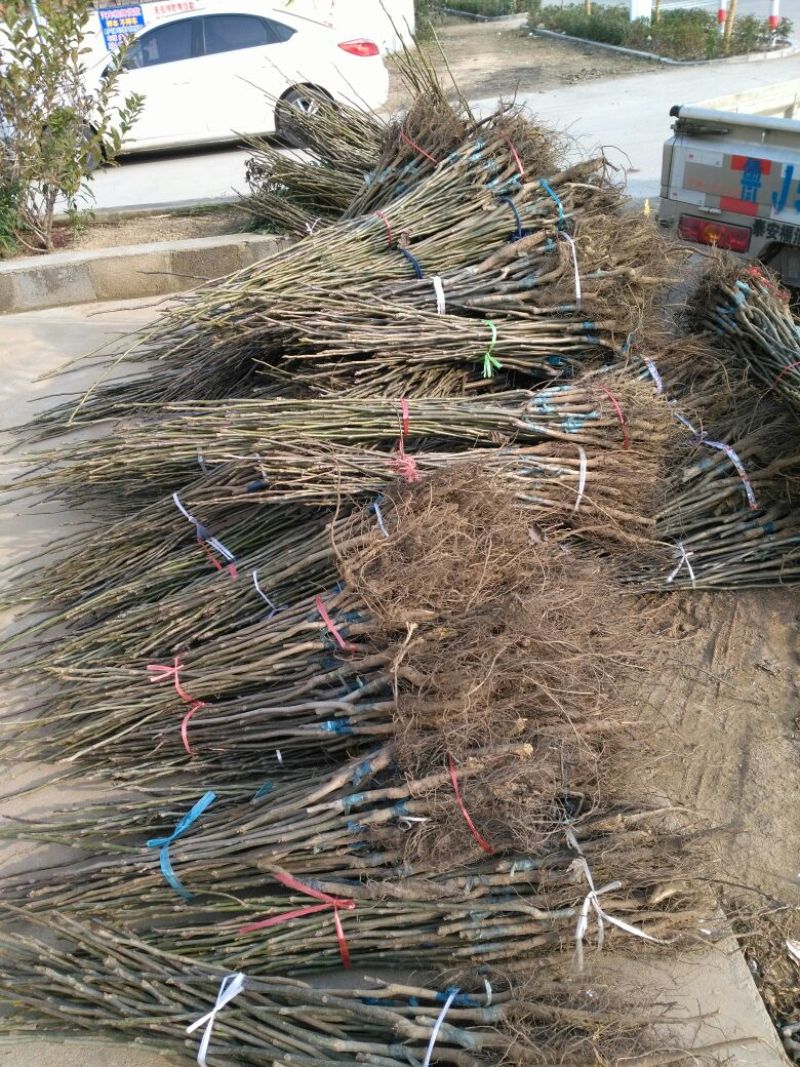柿树2~4cm4cm以下1.5~2米