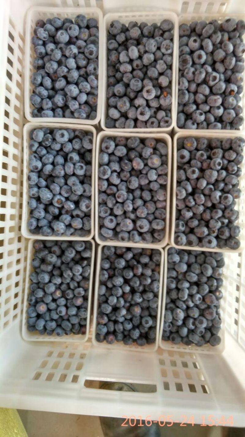 蓝莓10~12mm以上