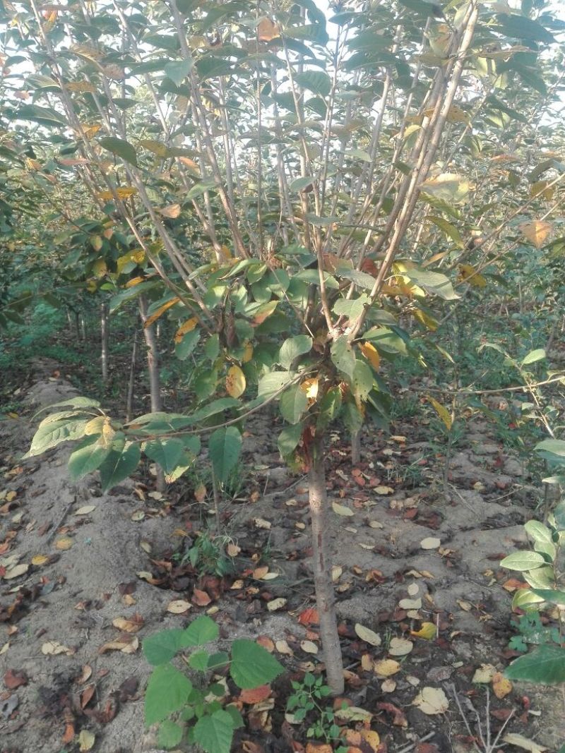 大叶女贞4~6cm