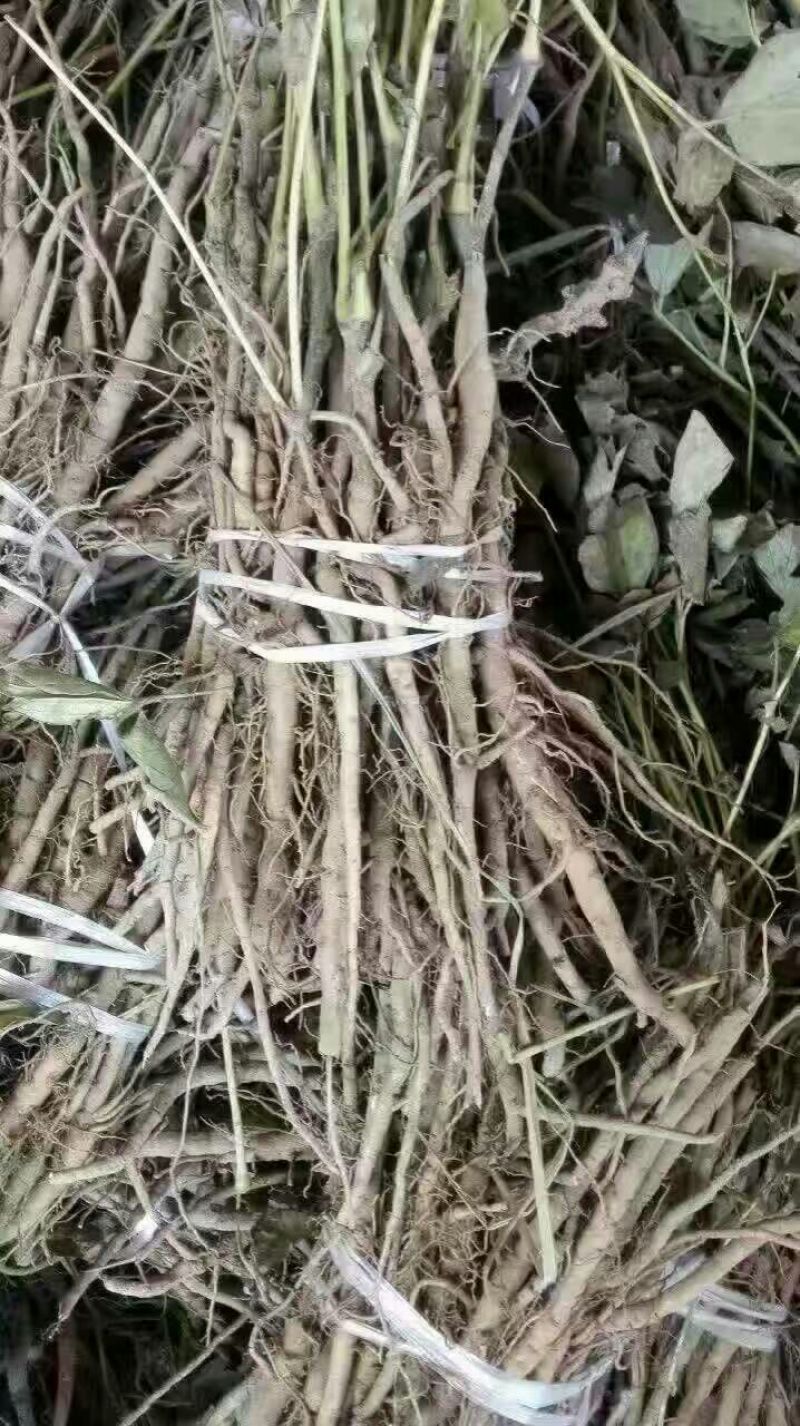 油牡丹苗20~30cm