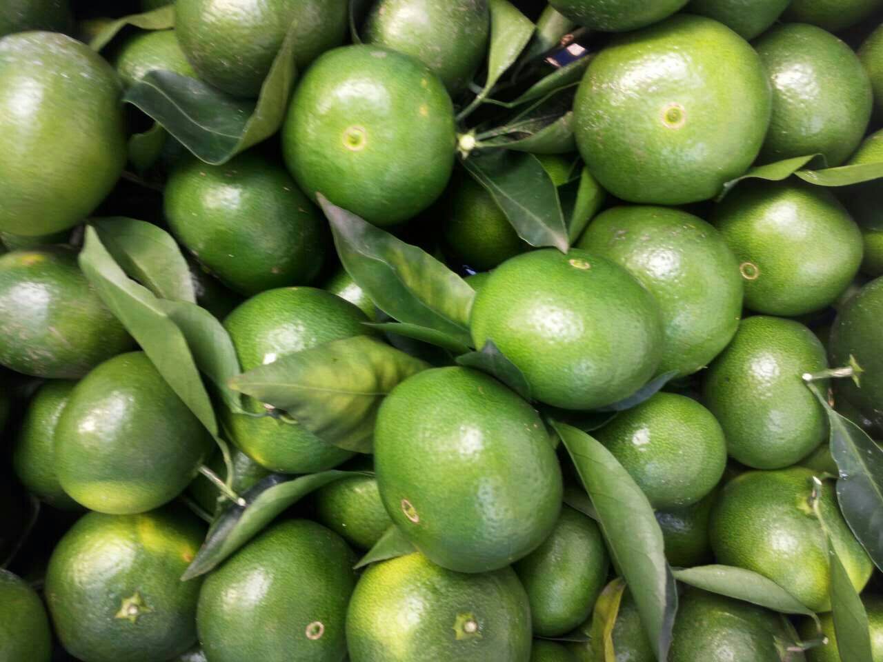 四川资阳市雁江区蜜橘 6~6.5cm批发_王文成供