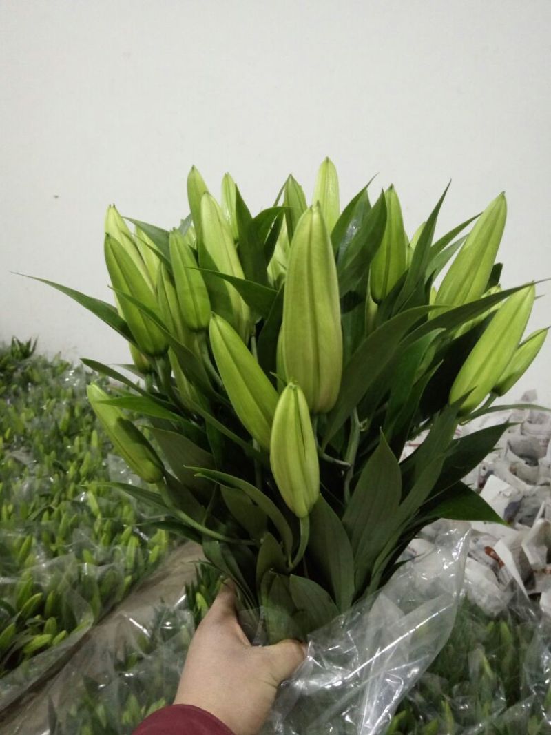 荷兰百合4以上