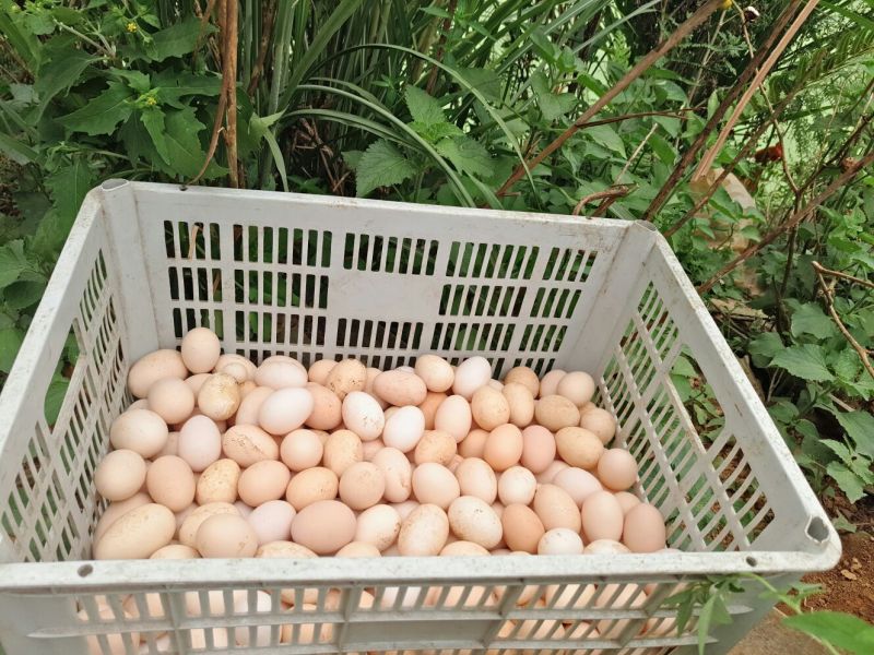 土鸡蛋食用50g以下