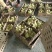狮头鹅苗250g以下
