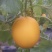 九红瑞香瓜3月份大量上市