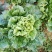 青麻叶大白菜4~6斤