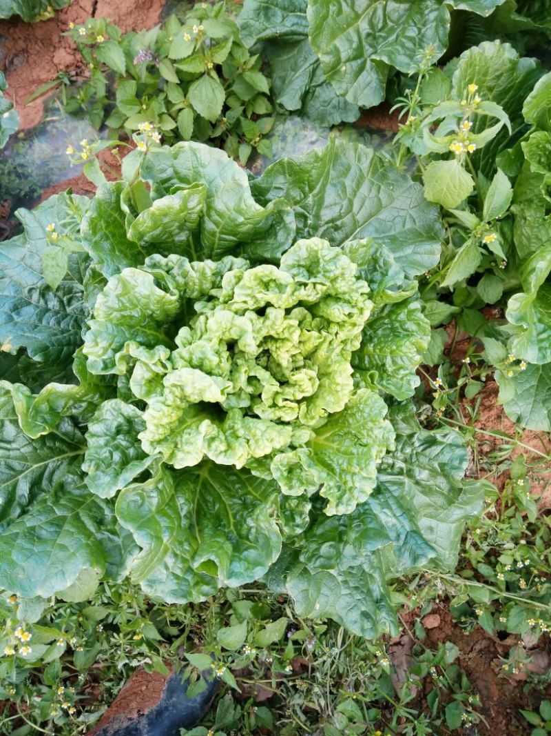 青麻叶大白菜4~6斤