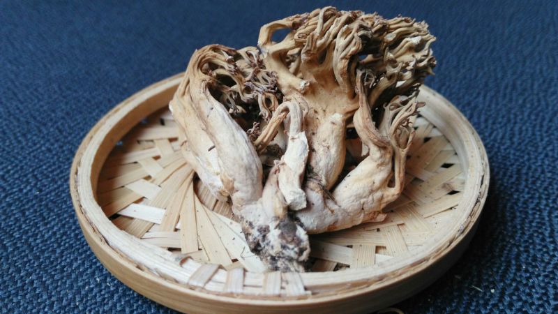 珊瑚菌鹿茸菇野生菌干货