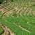 观音茶特级