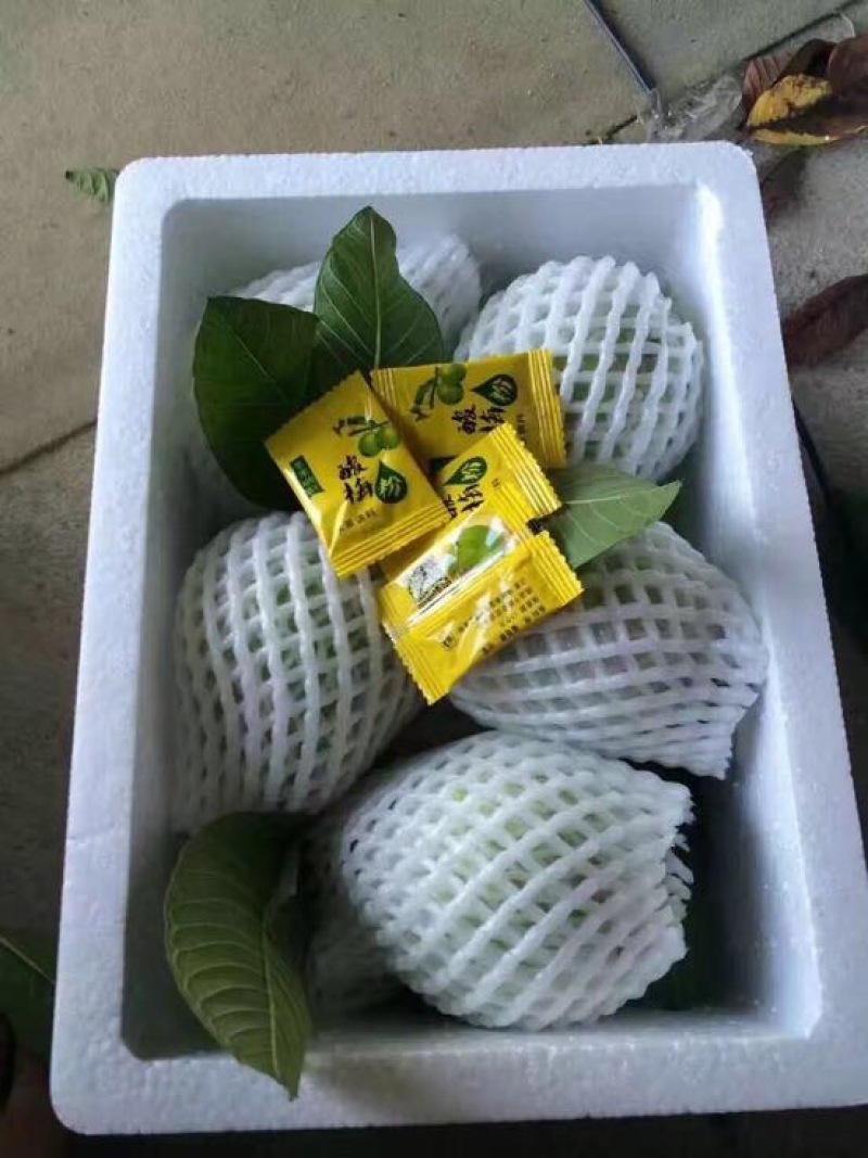 台湾番石榴白芭乐红芭乐