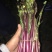 红菜苔