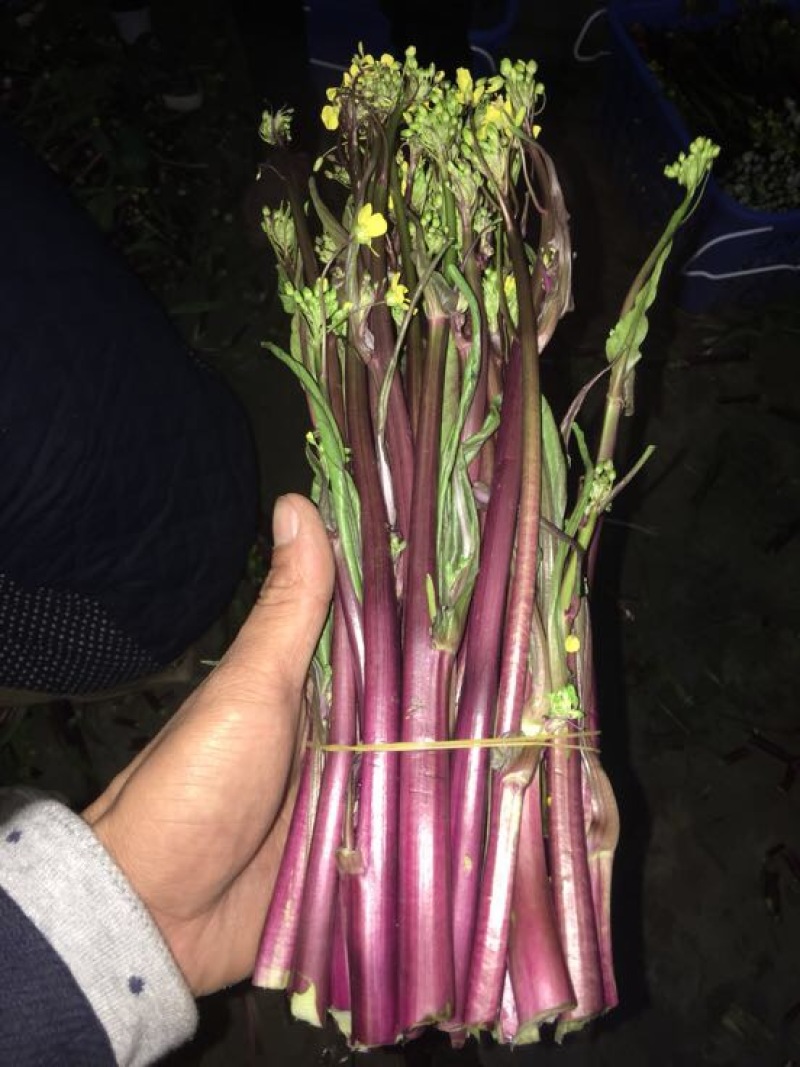 红菜苔