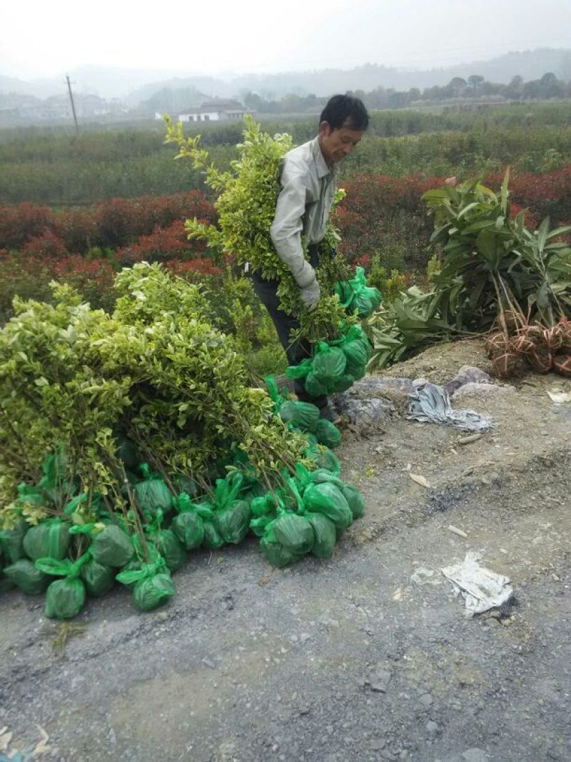 黄杨苗金边黄杨苗金边冬青苗自产自销批发价