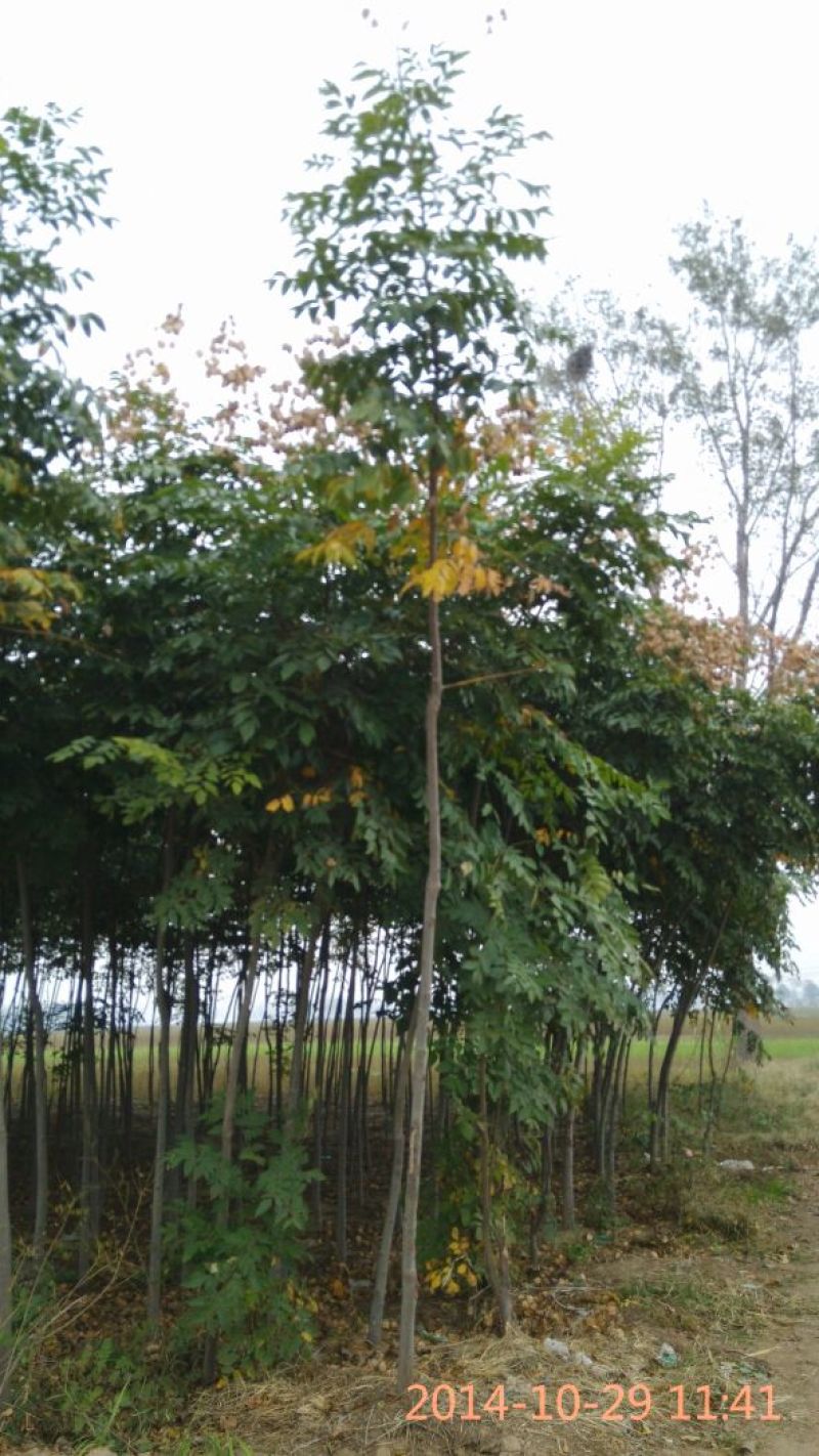 黄山栾树