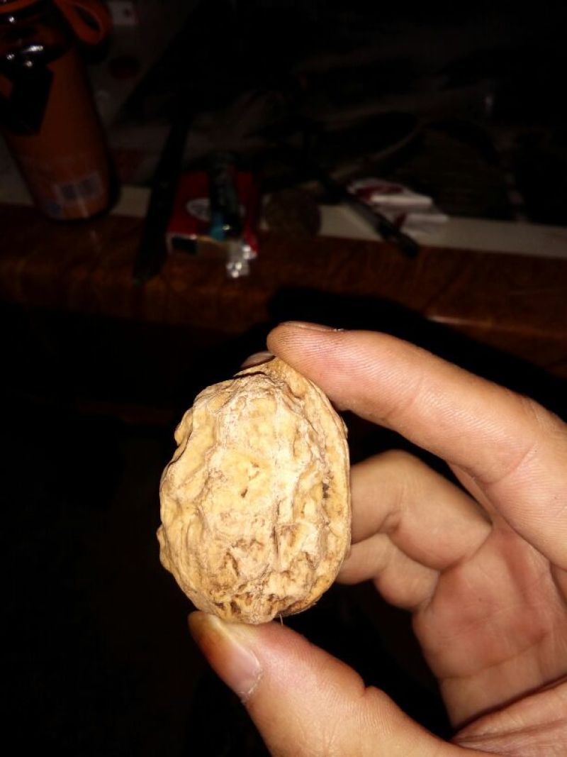 山核桃去皮干