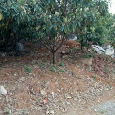 枇杷树