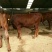 利木赞牛犊100~200kg