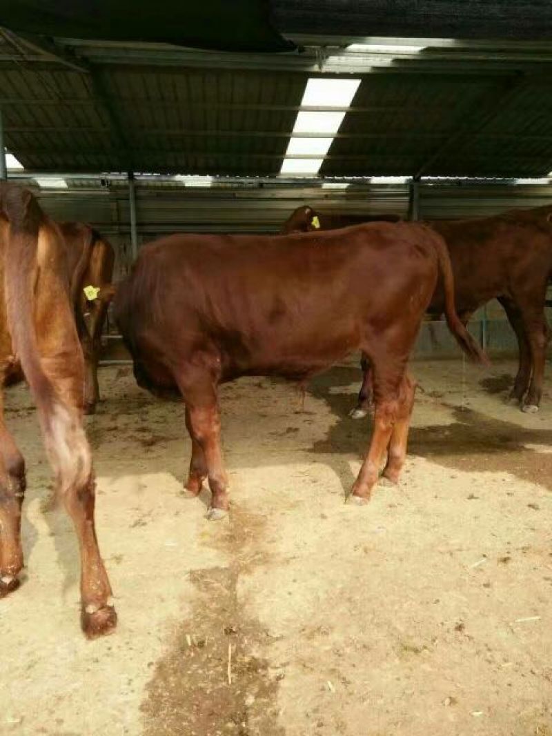利木赞牛犊100~200kg