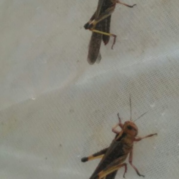 蝗虫食用