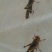 蝗虫食用
