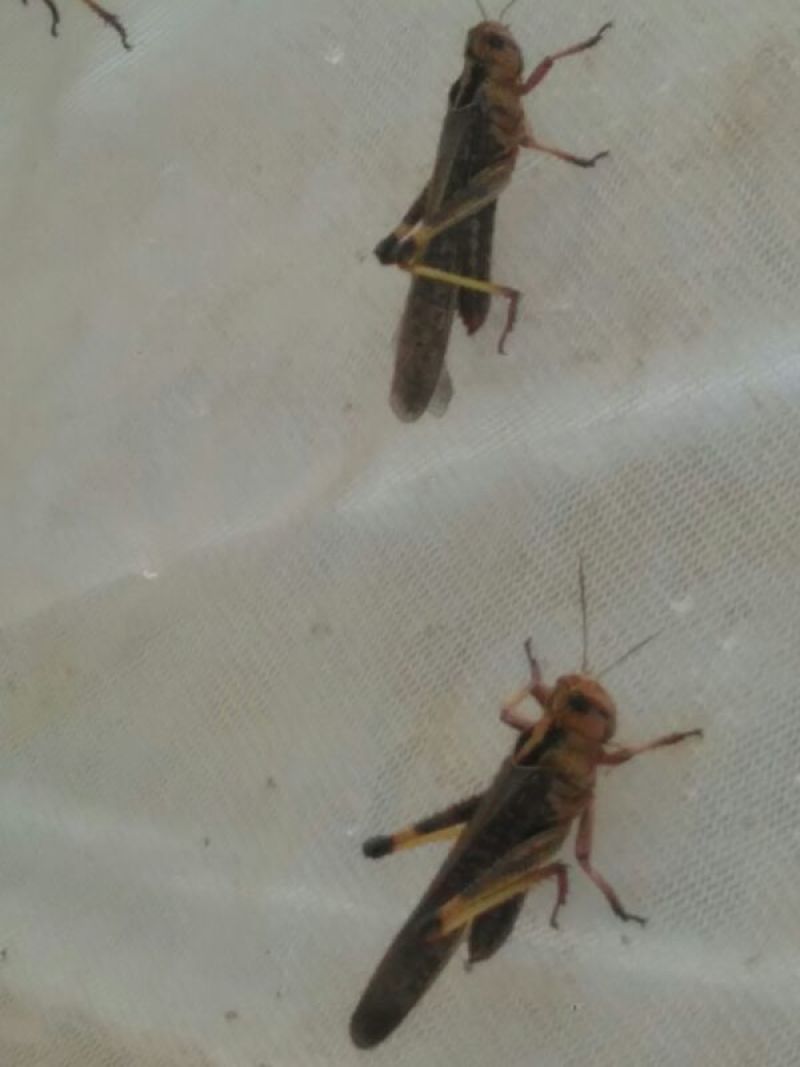 蝗虫食用
