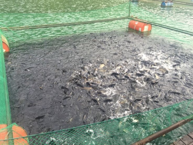 河鲤鱼
