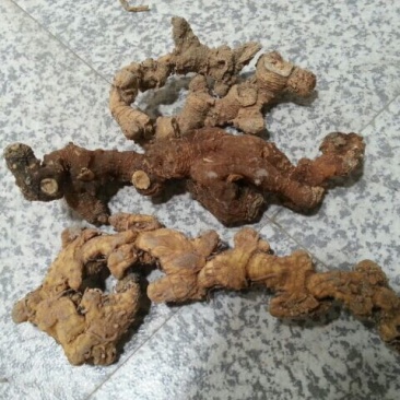 黄精甜统个